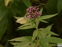 2025-08-13 Passo edll'Orso 068